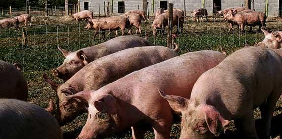 Pays de la Loire - En 2015, marge en baisse chez les éleveurs de porcs